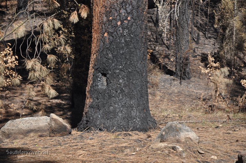 DSC_0030.JPG - Burned tree near old dump road