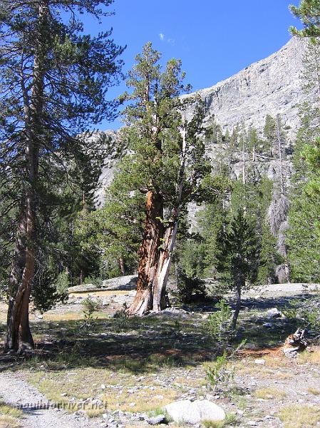 IMG_1774.JPG - More trees